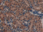 NDUFAB1 Antibody in Immunohistochemistry (Paraffin) (IHC (P))