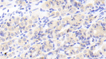 MAN1A1 Antibody in Immunohistochemistry (Paraffin) (IHC (P))