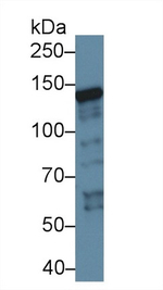 XPC Antibody in Western Blot (WB)