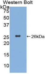 XPC Antibody in Western Blot (WB)