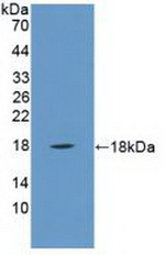 PLA2G2A Antibody in Western Blot (WB)