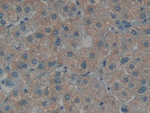 Endothelin 1 Antibody in Immunohistochemistry (Paraffin) (IHC (P))
