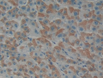 Endothelin 1 Polyclonal Antibody