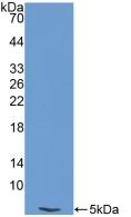 Endothelin 1 Antibody in Western Blot (WB)