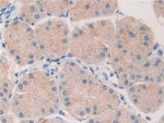 PLA2G10 Antibody in Immunohistochemistry (Paraffin) (IHC (P))
