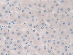 PLA2G10 Antibody in Immunohistochemistry (Paraffin) (IHC (P))