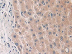 PLA2G10 Antibody in Immunohistochemistry (Paraffin) (IHC (P))
