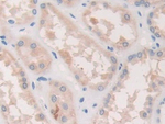 PLA2G10 Antibody in Immunohistochemistry (Paraffin) (IHC (P))