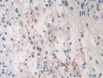 PLA2G10 Antibody in Immunohistochemistry (Paraffin) (IHC (P))