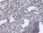 SCEL Antibody in Immunohistochemistry (Paraffin) (IHC (P))