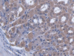 SCEL Polyclonal Antibody