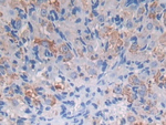 Protein Z Antibody in Immunohistochemistry (Paraffin) (IHC (P))