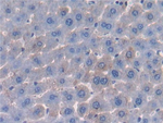Protein Z Antibody in Immunohistochemistry (Paraffin) (IHC (P))