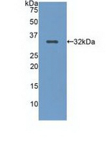 LRP5 Antibody in Western Blot (WB)