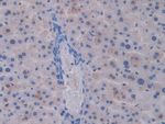 Cathepsin C Antibody in Immunohistochemistry (Paraffin) (IHC (P))