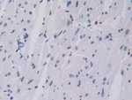 Cathepsin C Antibody in Immunohistochemistry (Paraffin) (IHC (P))