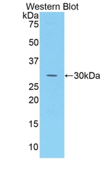 SUMF1 Antibody in Western Blot (WB)