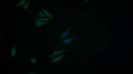 PSMC3 Polyclonal Antibody
