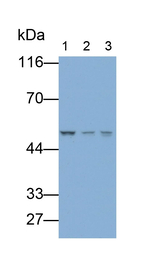 PSMC3 Antibody in Western Blot (WB)