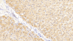 iNOS Antibody in Immunohistochemistry (Paraffin) (IHC (P))