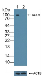 Aconitase 1 Antibody in Western Blot (WB)