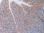 OCEL1 Polyclonal Antibody