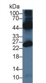 OCEL1 Antibody in Western Blot (WB)