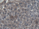 Cathepsin F Antibody in Immunohistochemistry (Paraffin) (IHC (P))