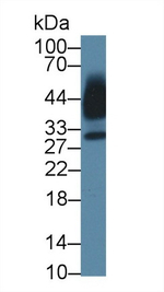 Kallikrein 13 Antibody in Western Blot (WB)