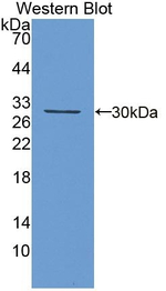 Kallikrein 13 Antibody in Western Blot (WB)