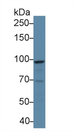 STAT5a Antibody in Western Blot (WB)