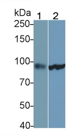 STAT5a Antibody in Western Blot (WB)