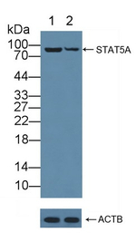 STAT5a Antibody in Western Blot (WB)