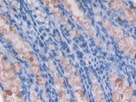 GMFG Antibody in Immunohistochemistry (Paraffin) (IHC (P))