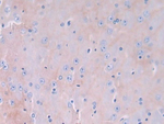 GMFG Polyclonal Antibody