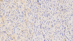 TWEAK Polyclonal Antibody