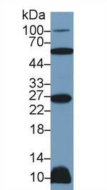 TWEAK Antibody in Western Blot (WB)