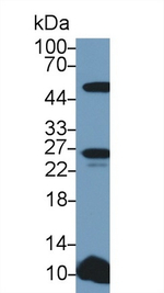TWEAK Antibody in Western Blot (WB)