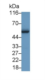 c-Myc Polyclonal Antibody