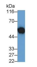 c-Myc Antibody in Western Blot (WB)
