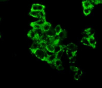 HK2 Antibody in Immunocytochemistry (ICC/IF)
