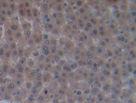 Oncomodulin Antibody in Immunohistochemistry (Paraffin) (IHC (P))