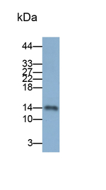Oncomodulin Antibody in Western Blot (WB)