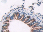 OAS1 Antibody in Immunohistochemistry (Paraffin) (IHC (P))