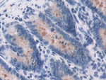 OAS1 Antibody in Immunohistochemistry (Paraffin) (IHC (P))