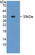 OAS1 Antibody in Western Blot (WB)