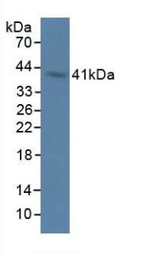 OAS1 Antibody in Western Blot (WB)