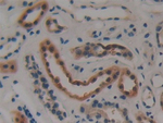 Creatine Kinase MT Antibody in Immunohistochemistry (Paraffin) (IHC (P))
