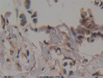 Creatine Kinase MT Antibody in Immunohistochemistry (Paraffin) (IHC (P))