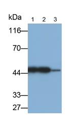 Creatine Kinase MT Antibody in Western Blot (WB)